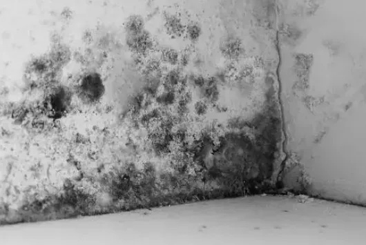 房屋发霉鉴定找谁？各类鉴定机构优缺点对比