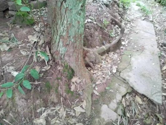 农村大树威胁房屋安全找谁？树根破坏地基谁担责？
