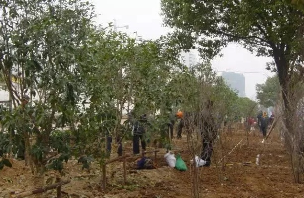  绿化工程施工视频有什么用？掌握这几点让工程质量一目了然