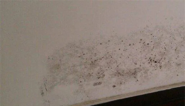  房屋内墙发霉归谁管？关键在于责任主体认定
