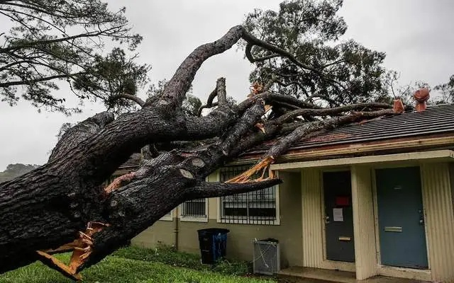  农村大树威胁房屋安全怎么办？科学评估与合理处置是关键